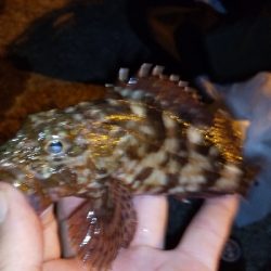 やっぱりアジングが楽しい！