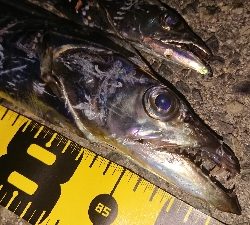 F4 が普通に獲れました・・・