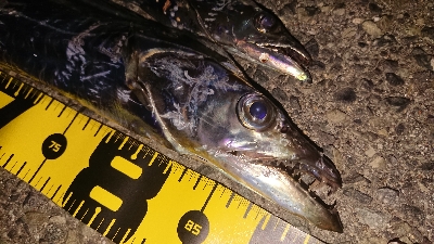 F4 が普通に獲れました・・・