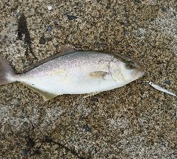 マイクロジギングオンリー