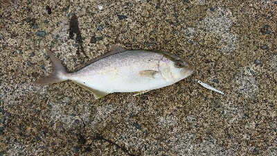 マイクロジギングオンリー