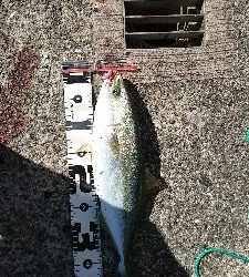 日中に青物調査