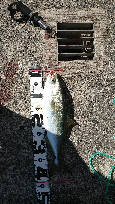 日中に青物調査