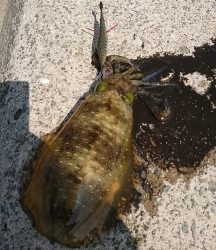 エギング釣行その42