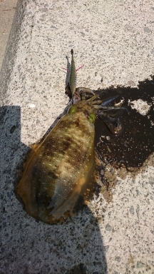 エギング釣行その４２