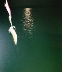 エギング釣行その43