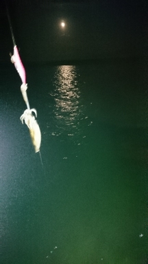 エギング釣行その43