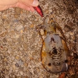 またまたエギング