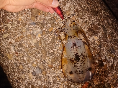 またまたエギング