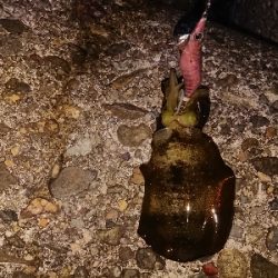 仕事帰りのエギング