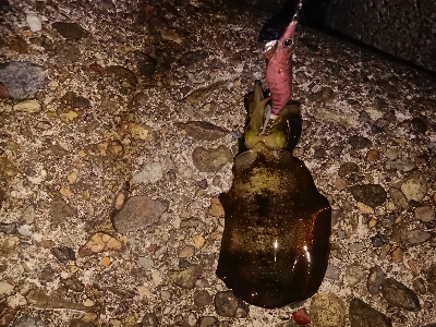 仕事帰りのエギング