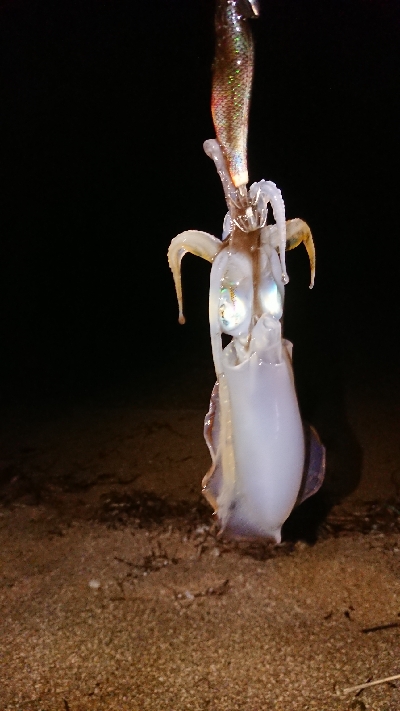 仕事終わりエギング