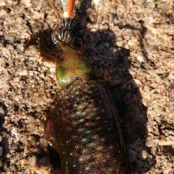 朝マヅメエギング