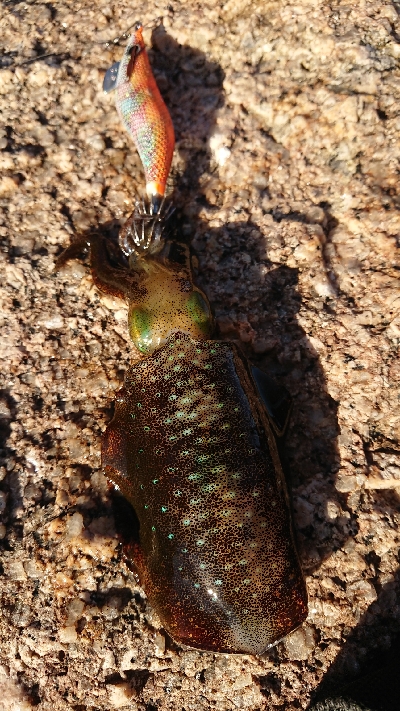 朝マヅメエギング