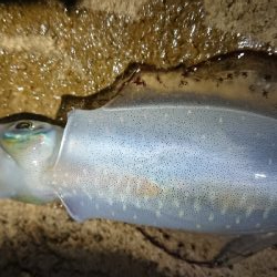 仕事終わりエギング