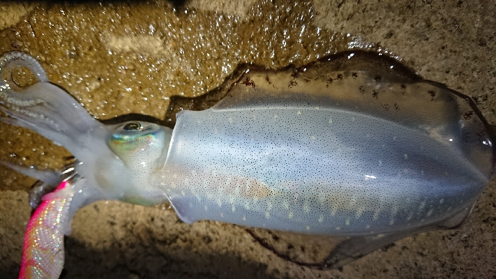 仕事終わりエギング