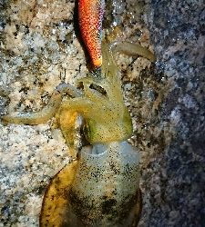 朝マヅメエギング