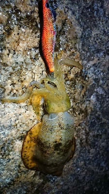 朝マヅメエギング