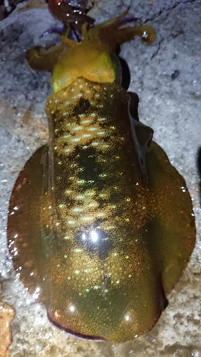 天気が荒れる前に