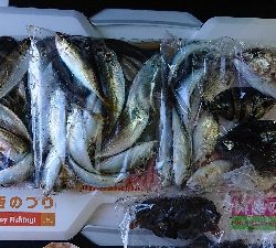 キス釣り、五目釣り