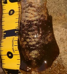 台風の後、強風でしたが…