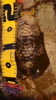 台風の後、強風でしたが…