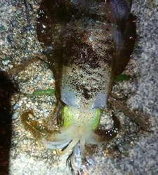 仕事終わりエギング