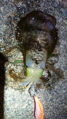 仕事終わりエギング