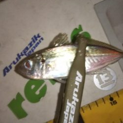 久しぶりのアジング