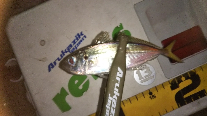 久しぶりのアジング