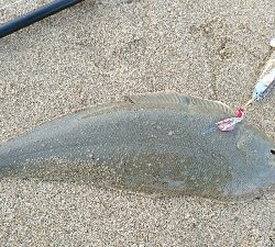 9月突入四日市サーフマゴチはまだ行ける?