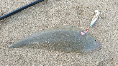 9月突入四日市サーフマゴチはまだ行ける？