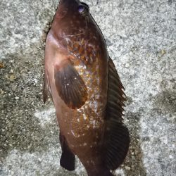 アコウ狙いが…