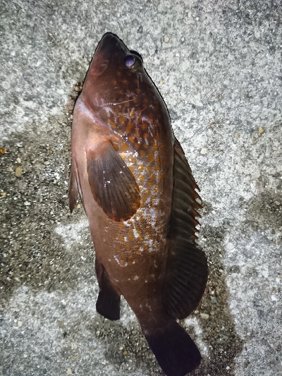 アコウ狙いが…