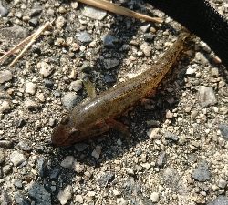 楠漁港でハゼ釣り