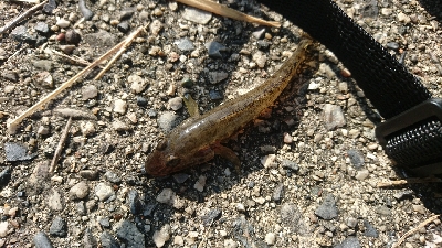 楠漁港でハゼ釣り