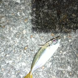 サイズアップ目指して