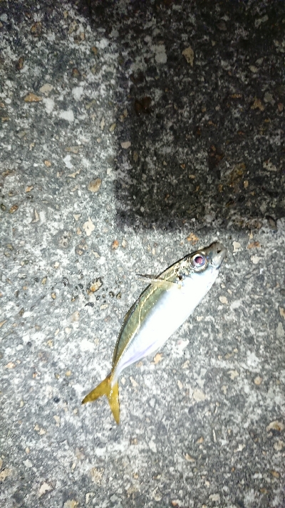 サイズアップ目指して