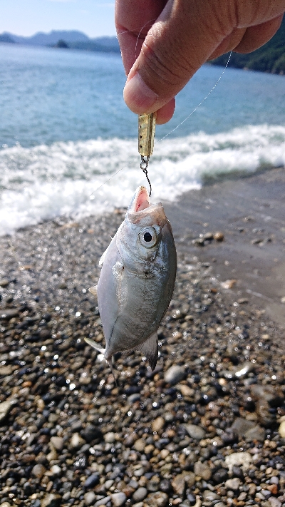 メッキ用タックルに良型シオ！