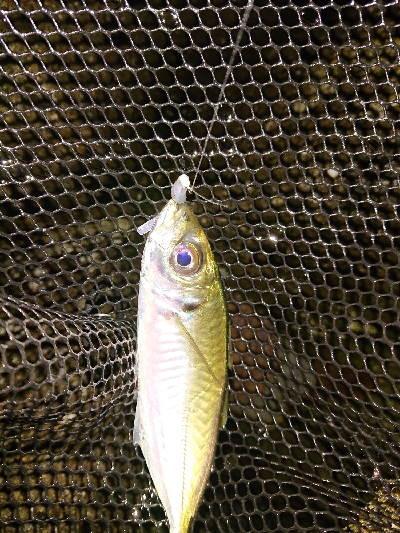 アジングしてきました