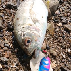 またまたシオが出た‼️