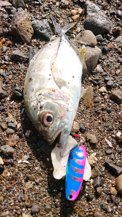 またまたシオが出た‼️