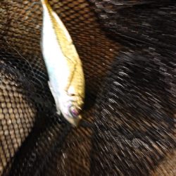 厳しいアジング