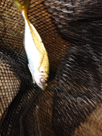 厳しいアジング