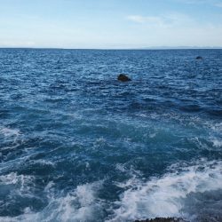 シオもメッキも好調？？？