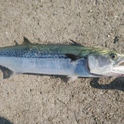 タチウオキタ━(゚∀゚)━!!!ツバスに続きサゴシも!