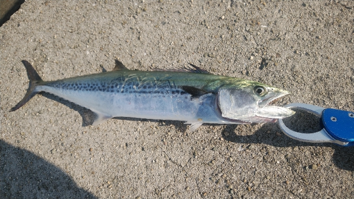 タチウオキタ━(゚∀゚)━!!!ツバスに続きサゴシも!