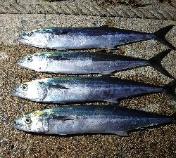 エギングの予定が