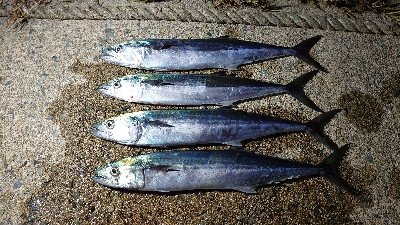 エギングの予定が