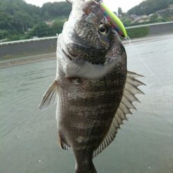 今朝の釣果